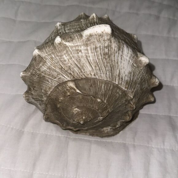 Large Ocean Shell - Picture 3 of 6